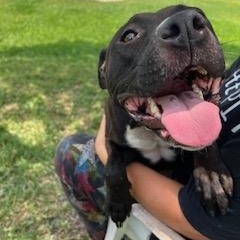 Enlarge Mamacita, a Adoptable mixed breed in palm bay, FL image 1/4