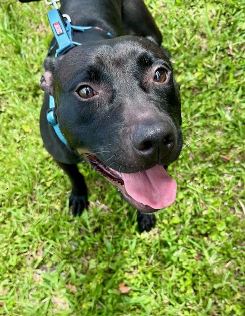 Enlarge Mamacita, a Adoptable mixed breed in palm bay, FL image 4/4