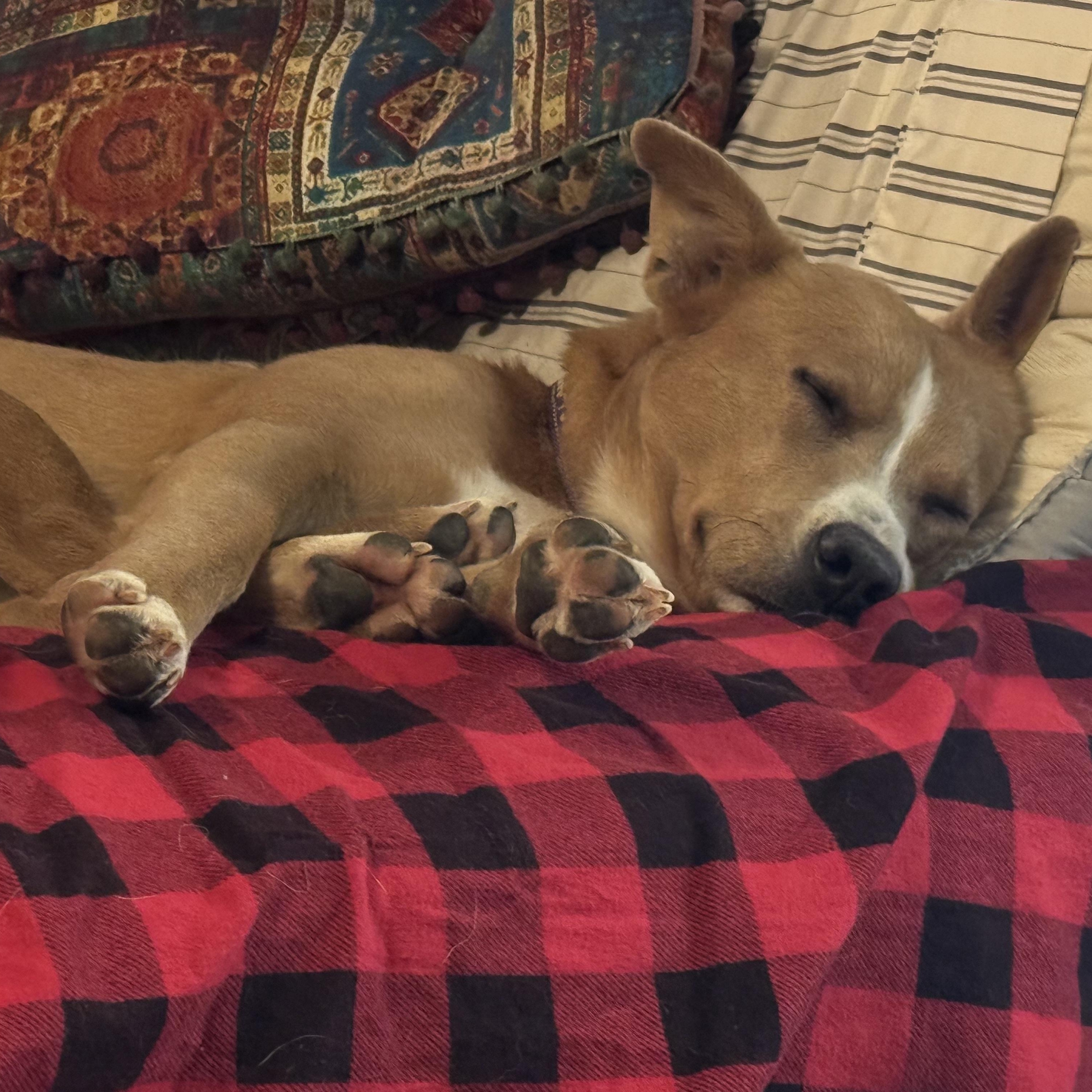 Sassy, a ADOPTABLE mixed breed in Ragland, AL image 4/4