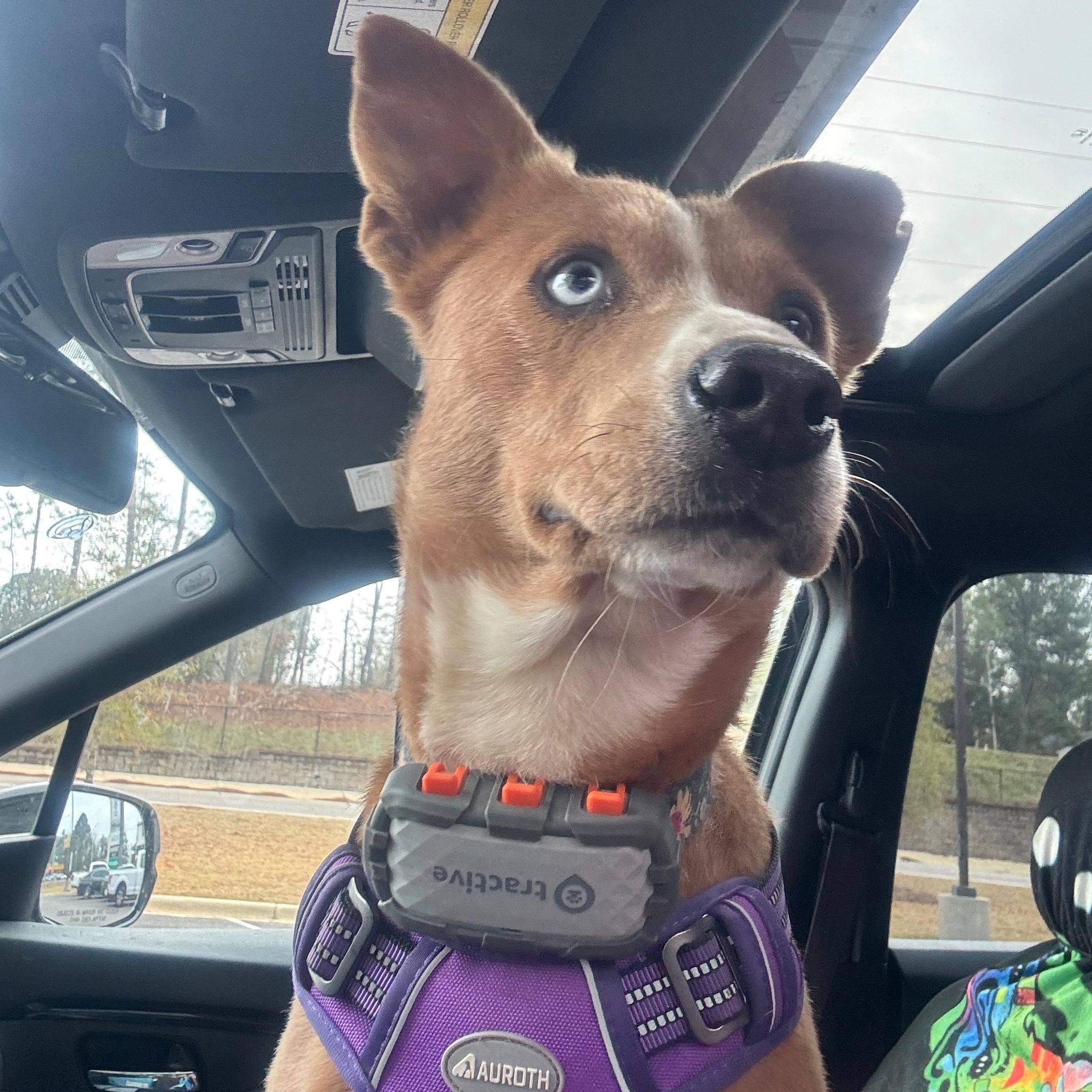 Sassy, a ADOPTABLE mixed breed in Ragland, AL image 2/4