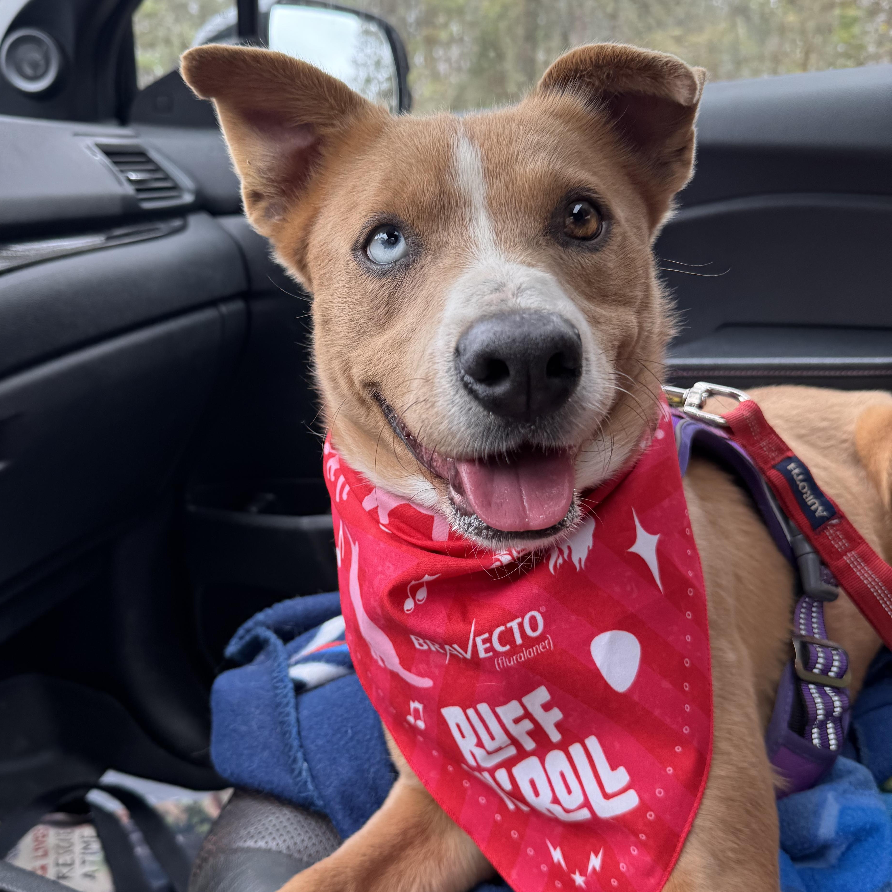 Sassy, a ADOPTABLE mixed breed in Ragland, AL image 3/4