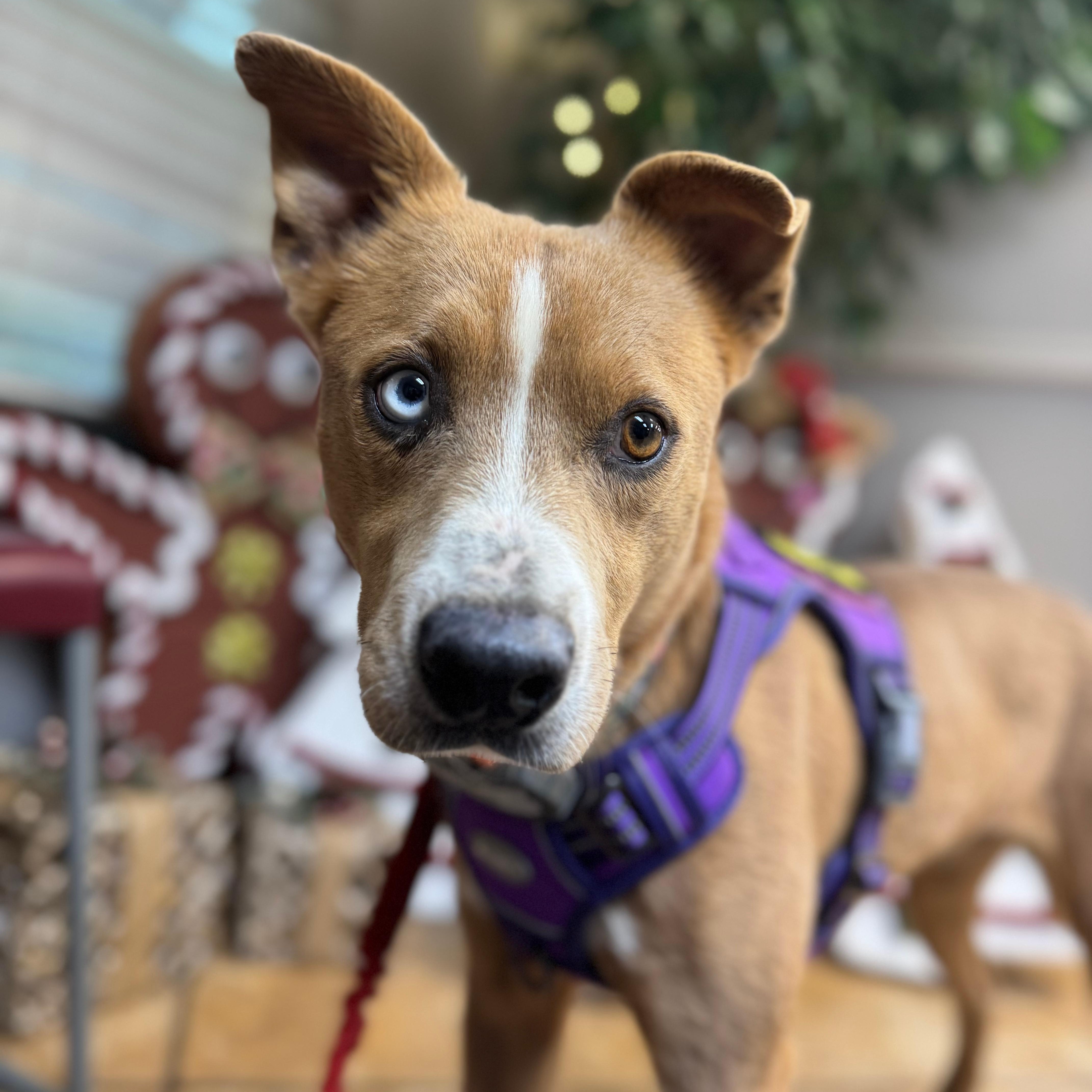 Sassy, ADOPTABLE, Young Female Australian Shepherd & Carolina Dog.