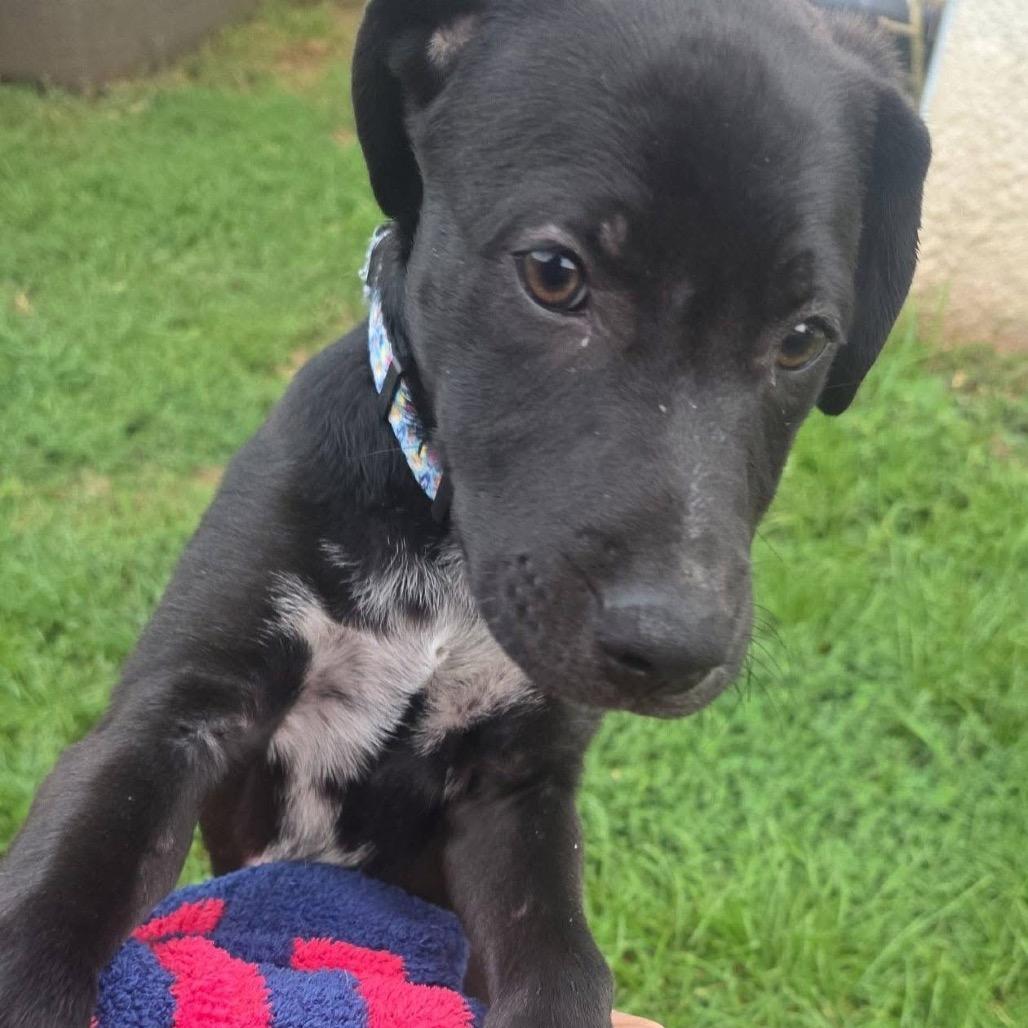 Premier, Adoptable, Puppy Male Border Collie & Mixed Breed.