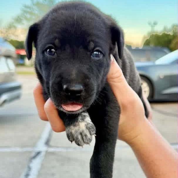 Premier, Adoptable, Puppy Male Border Collie & Mixed Breed.