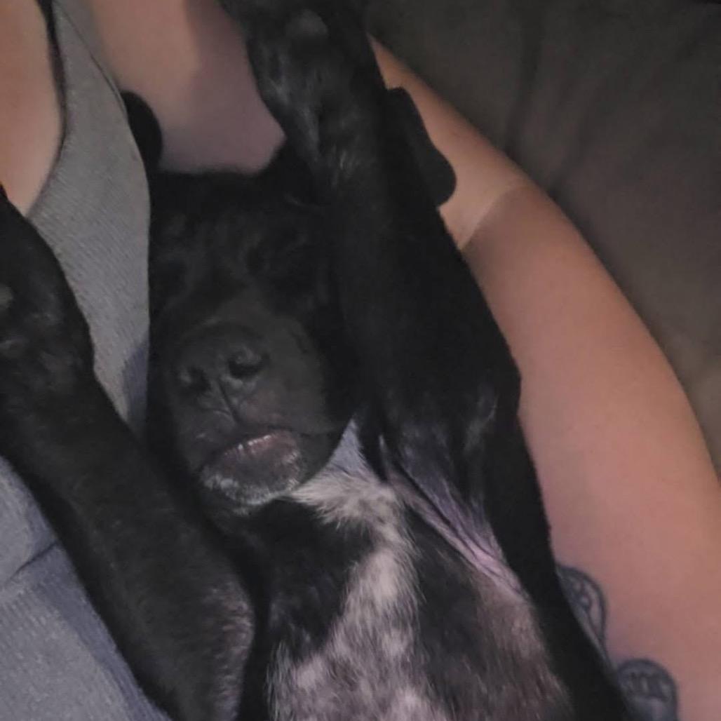 Enlarge Premier, a Adoptable mixed breed in Brainerd, MN image 3/6