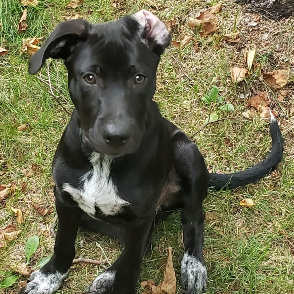 Enlarge Premier, a Adoptable mixed breed in Brainerd, MN image 4/6
