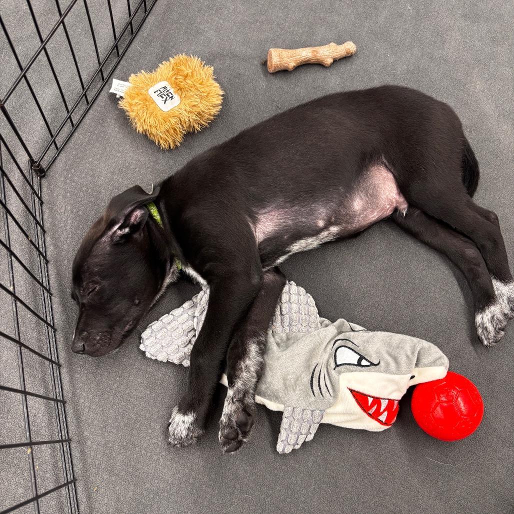 Enlarge Premier, a Adoptable mixed breed in Brainerd, MN image 5/6