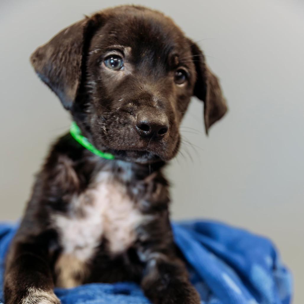 Premier, a Adoptable mixed breed in Brainerd, MN image 2/2