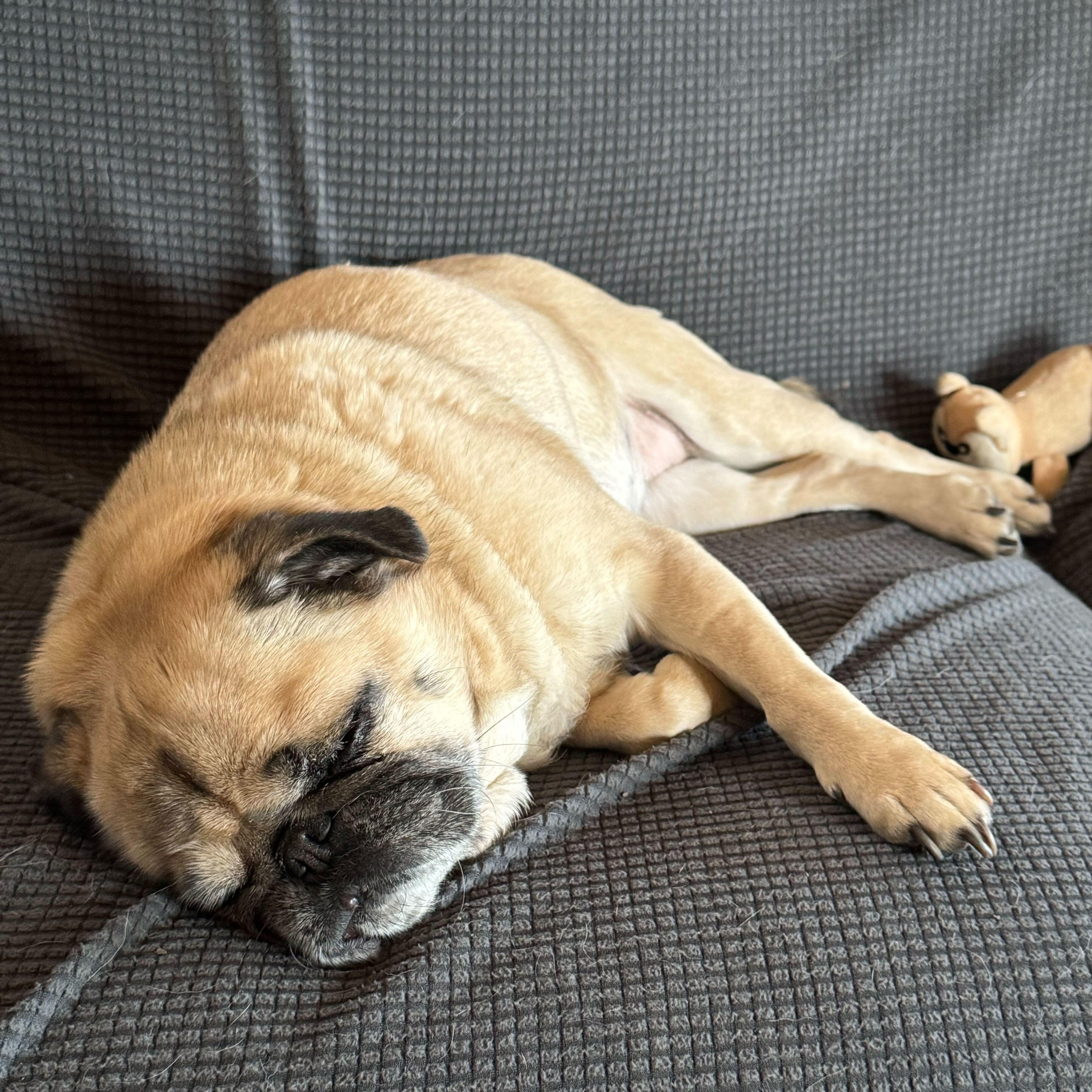 Enlarge Buggles, a ADOPTABLE Pug in Ellensburg, WA image 3/3