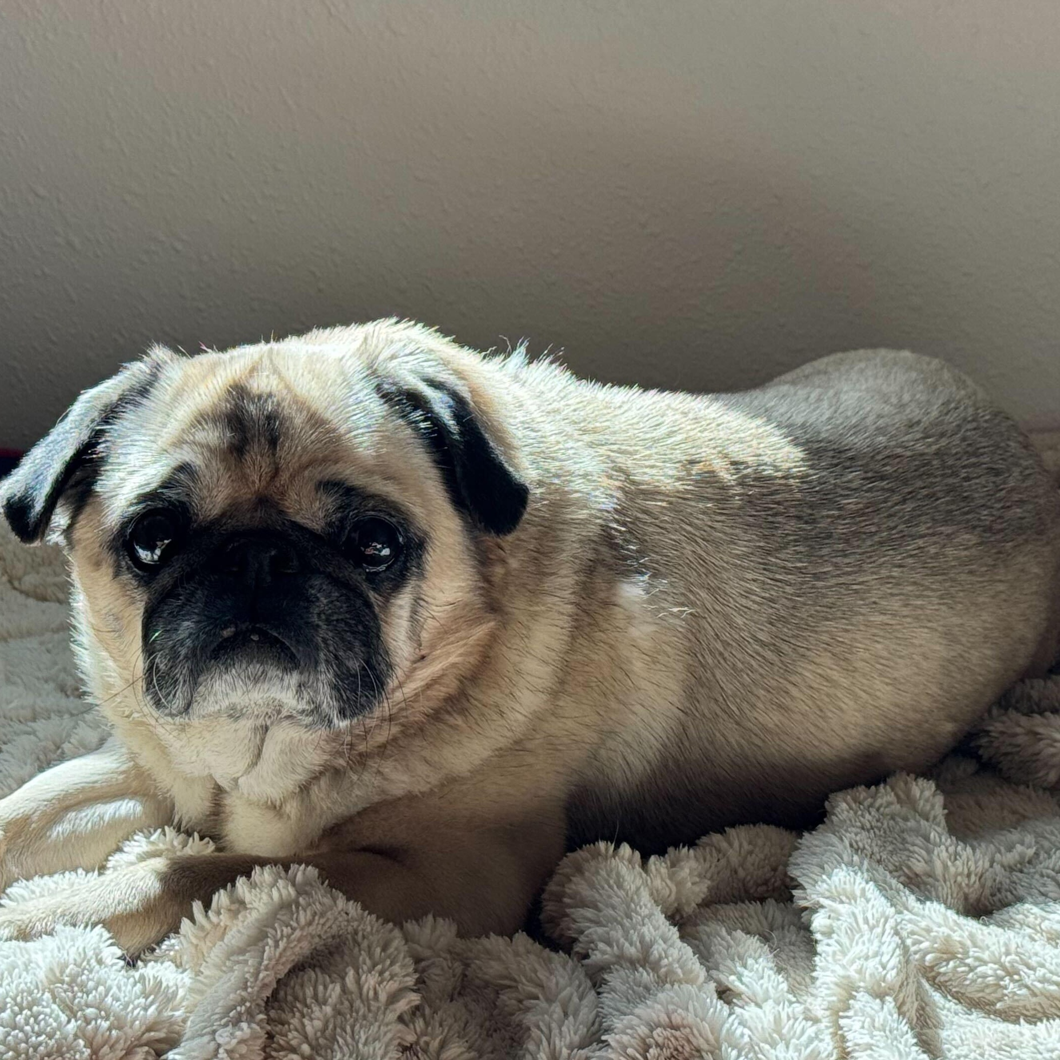 Enlarge Buggles, a ADOPTABLE Pug in Ellensburg, WA image 2/3