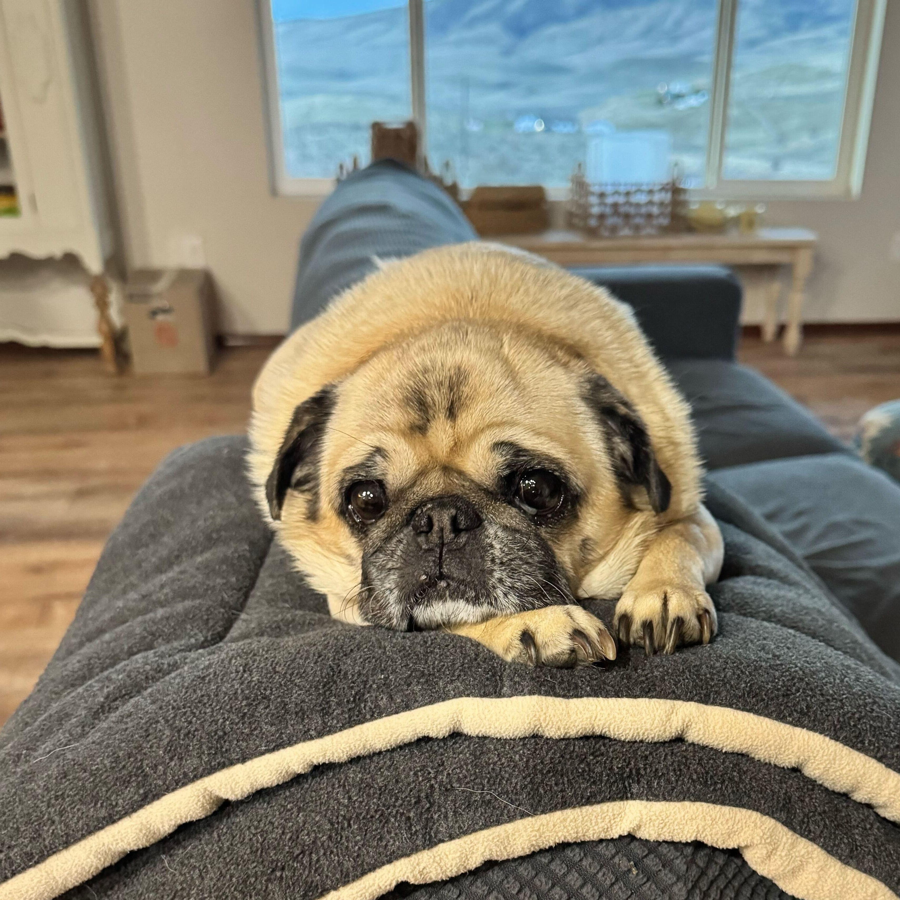 Enlarge Buggles, a ADOPTABLE Pug in Ellensburg, WA image 1/3