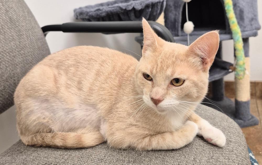 Enlarge Jesse, a Adoptable mixed breed in South Bend, IN image 4/6