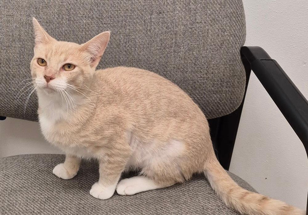 Enlarge Jesse, a Adoptable mixed breed in South Bend, IN image 6/6