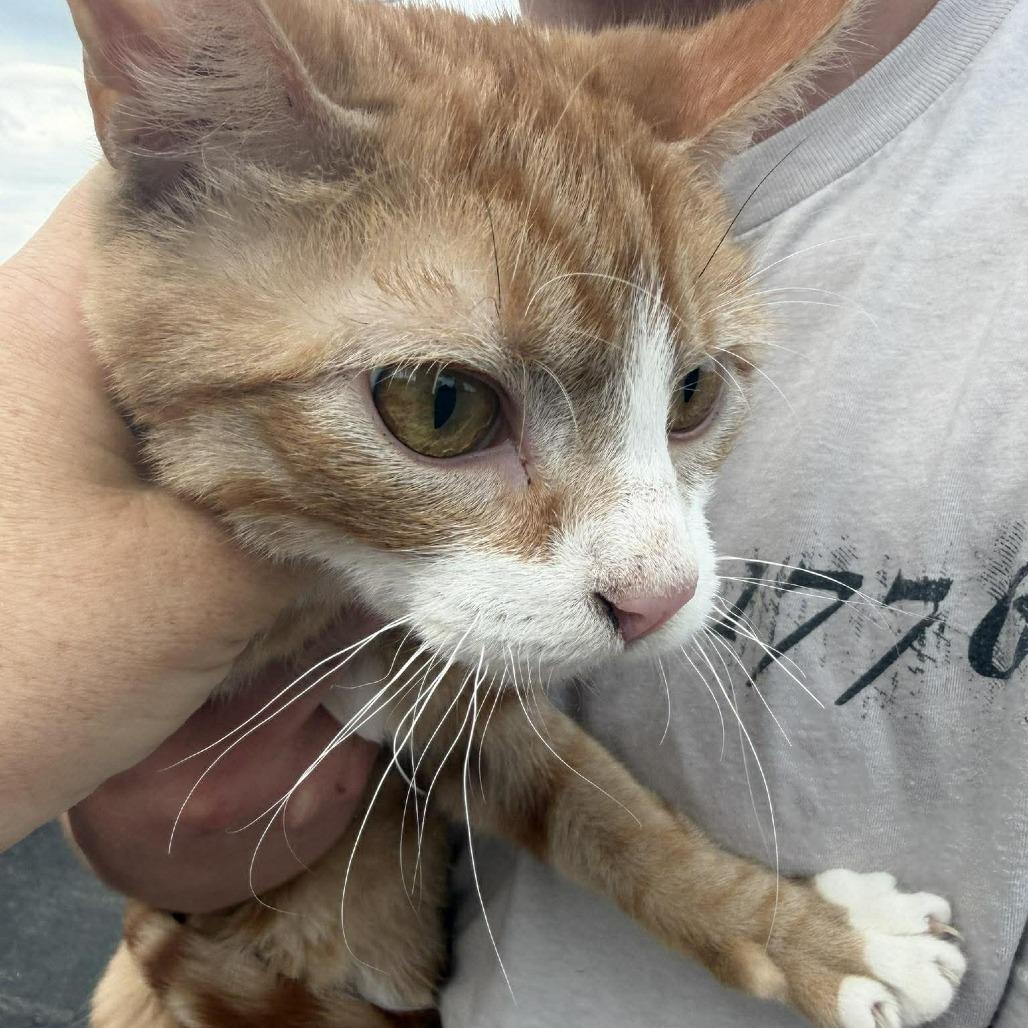 Loaf, Adoptable, Adult Male Domestic Short Hair.