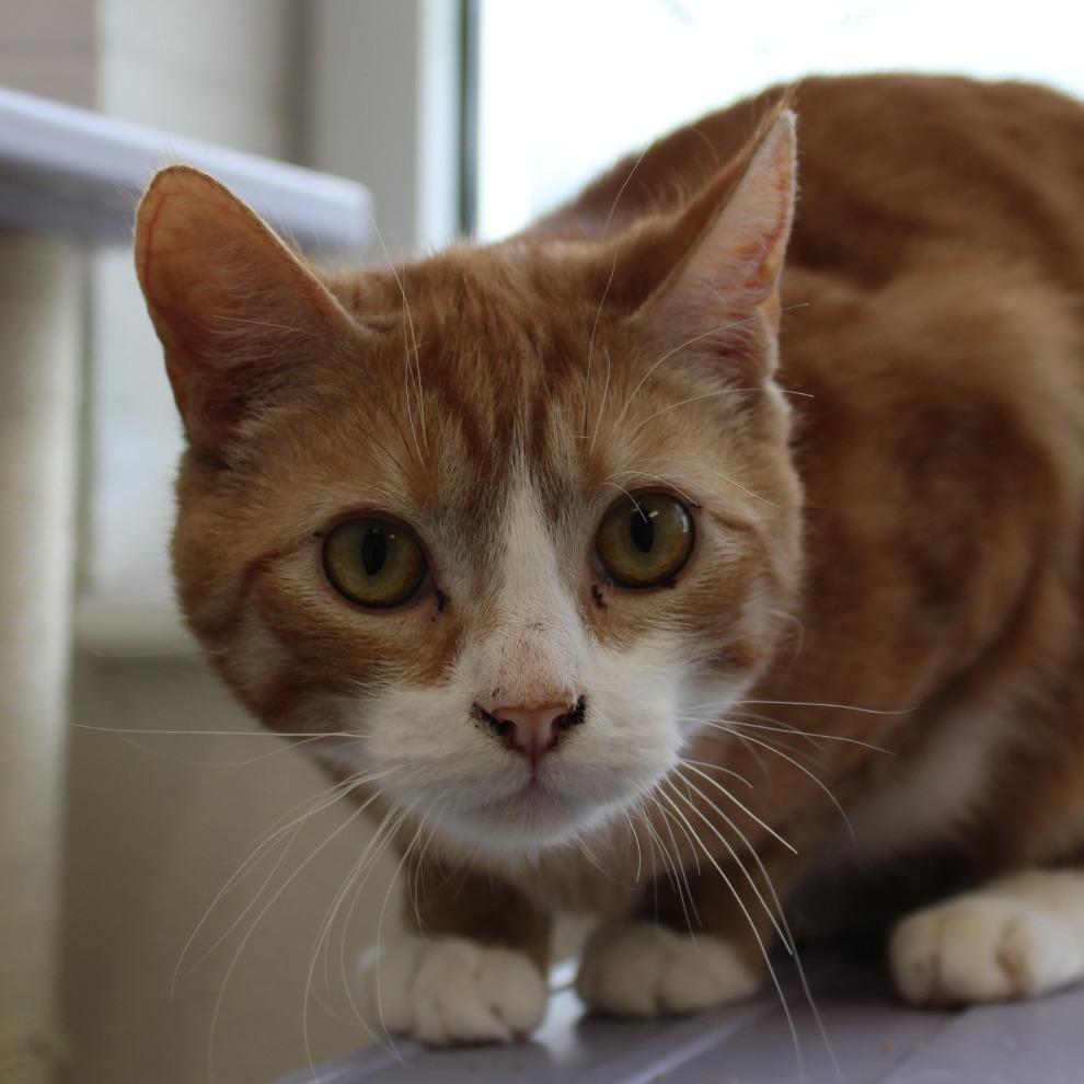 Loaf, a Adoptable Domestic Short Hair in Rocky Mount, VA image 2/2