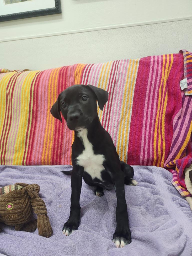 Ava, Adoptable, Puppy Female Labrador Retriever.