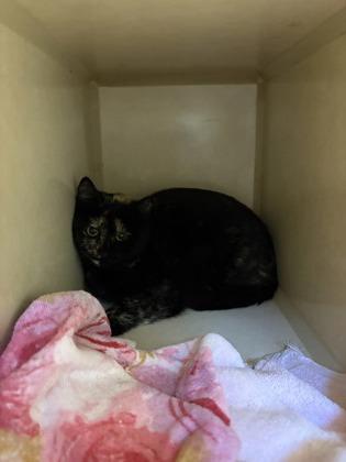 Laverne, Adoptable, Adult Female Domestic Short Hair & Domestic Short Hair.