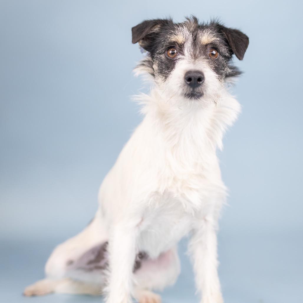 Enlarge Essen, a Adoptable Terrier in Portland, OR image 1/1