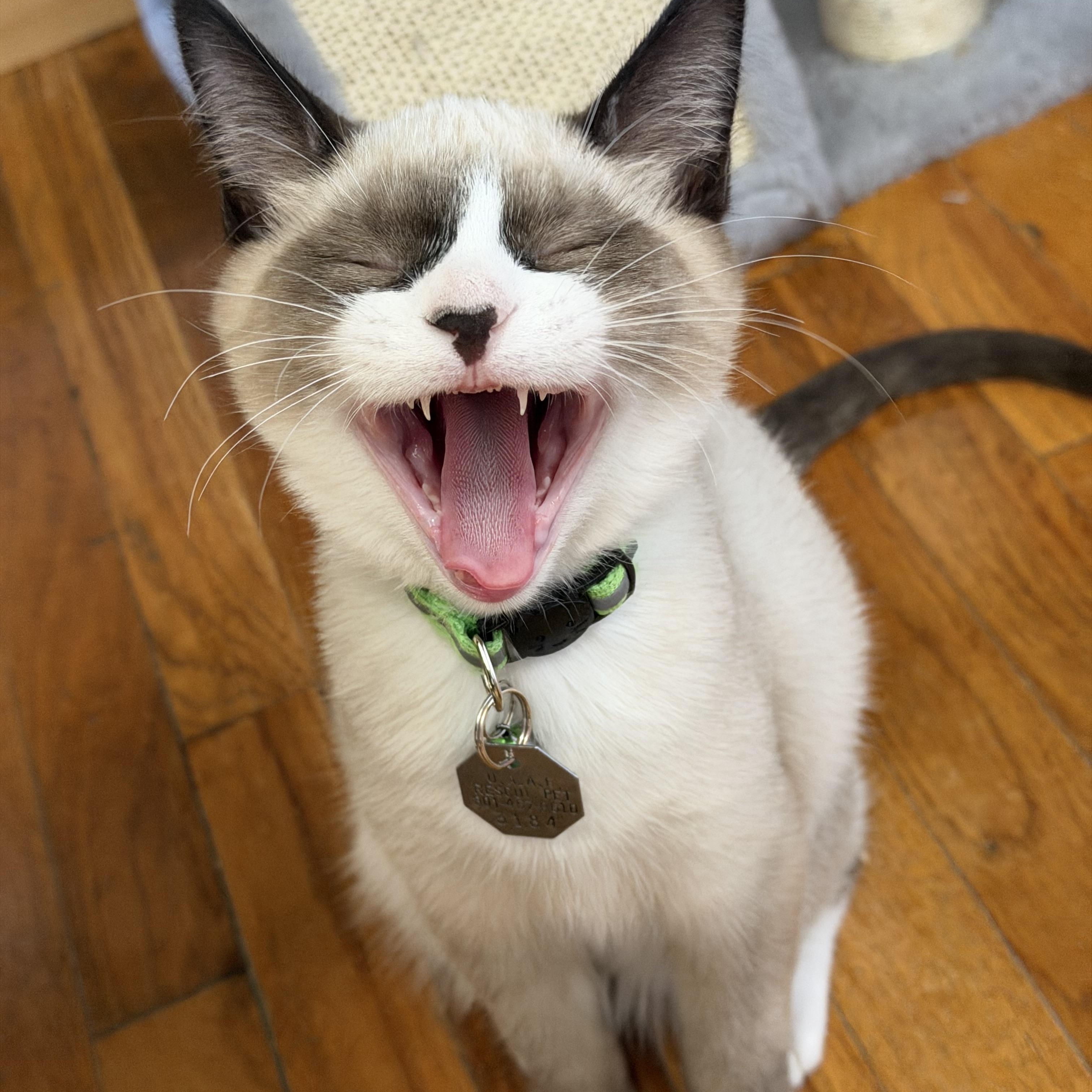 Enlarge Capone, a Adoptable Snowshoe in Salt Lake City, UT image 2/6