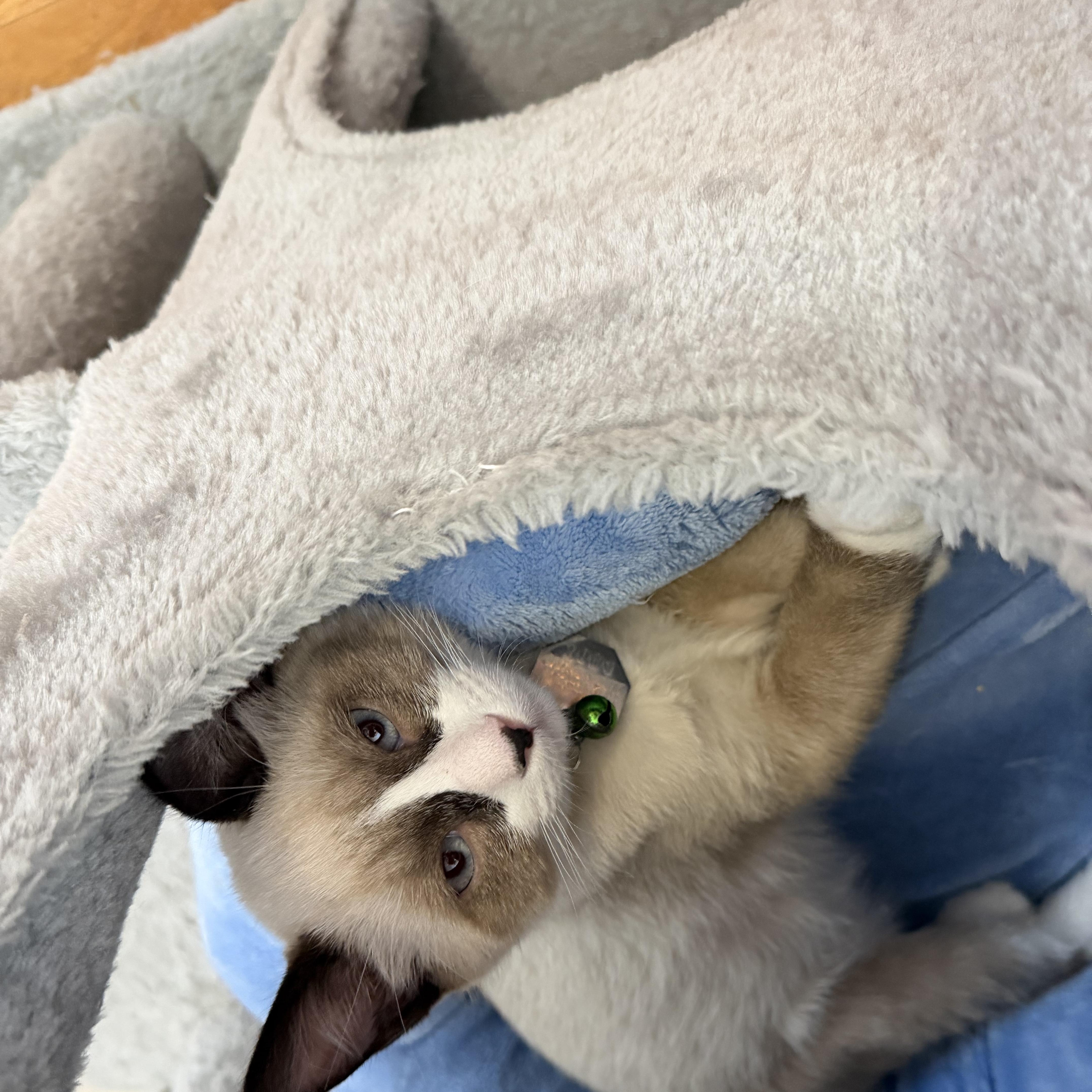 Enlarge Capone, a Adoptable Snowshoe in Salt Lake City, UT image 5/6