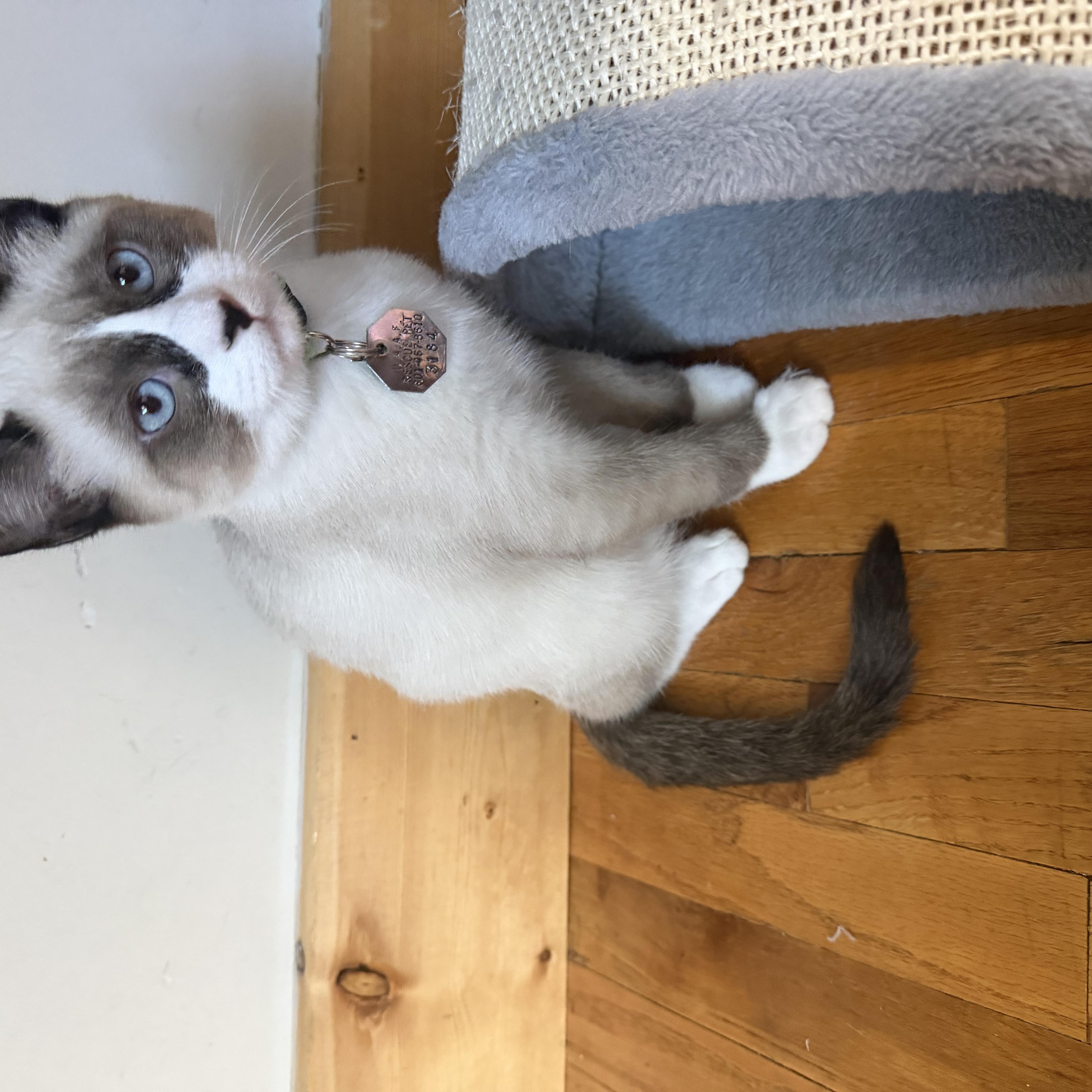 Enlarge Capone, a Adoptable Snowshoe in Salt Lake City, UT image 4/6