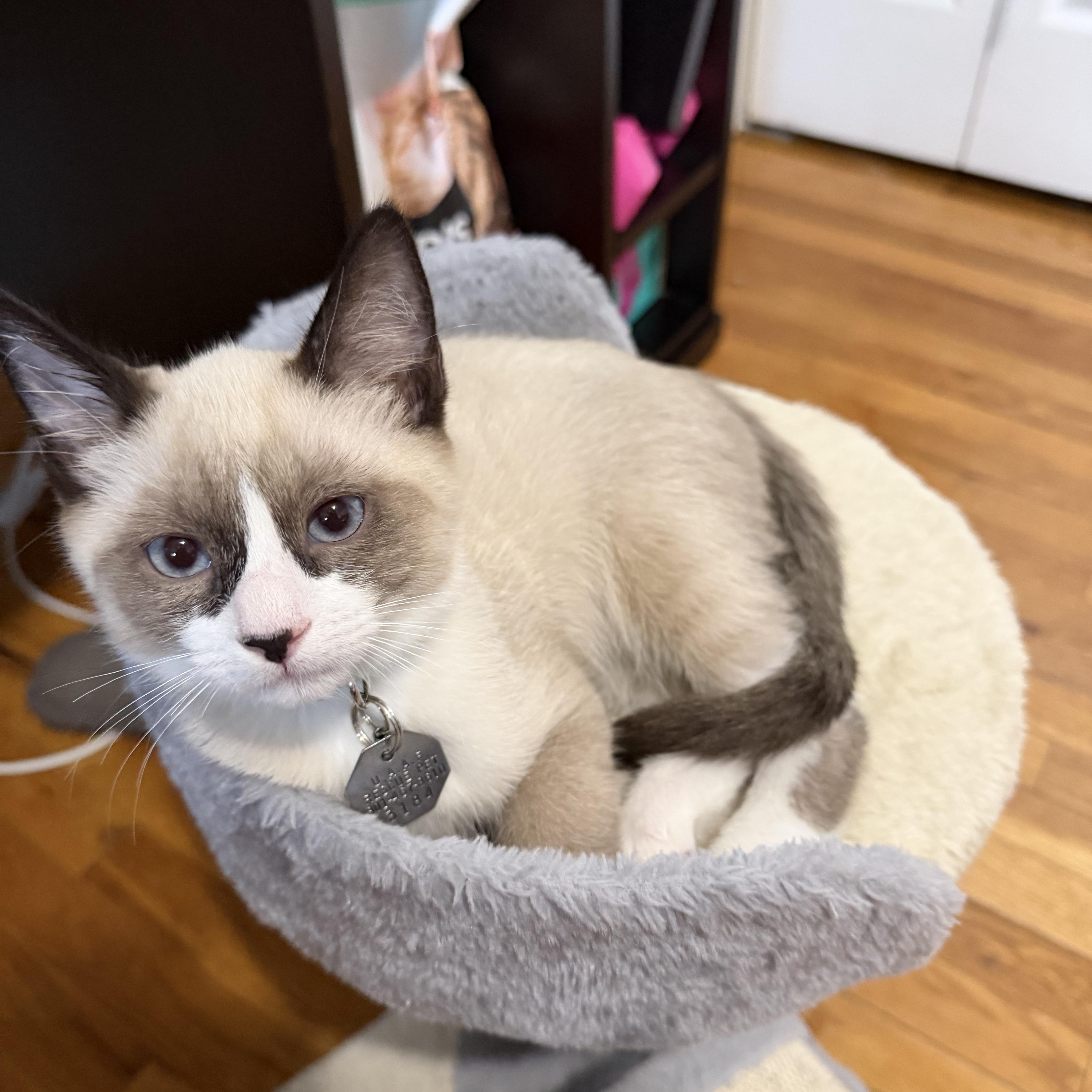 Enlarge Capone, a Adoptable Snowshoe in Salt Lake City, UT image 3/6