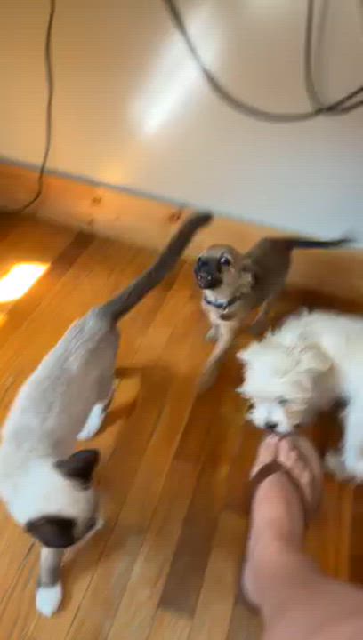 Enlarge Capone, a Adoptable Snowshoe in Salt Lake City, UT video 6/6
