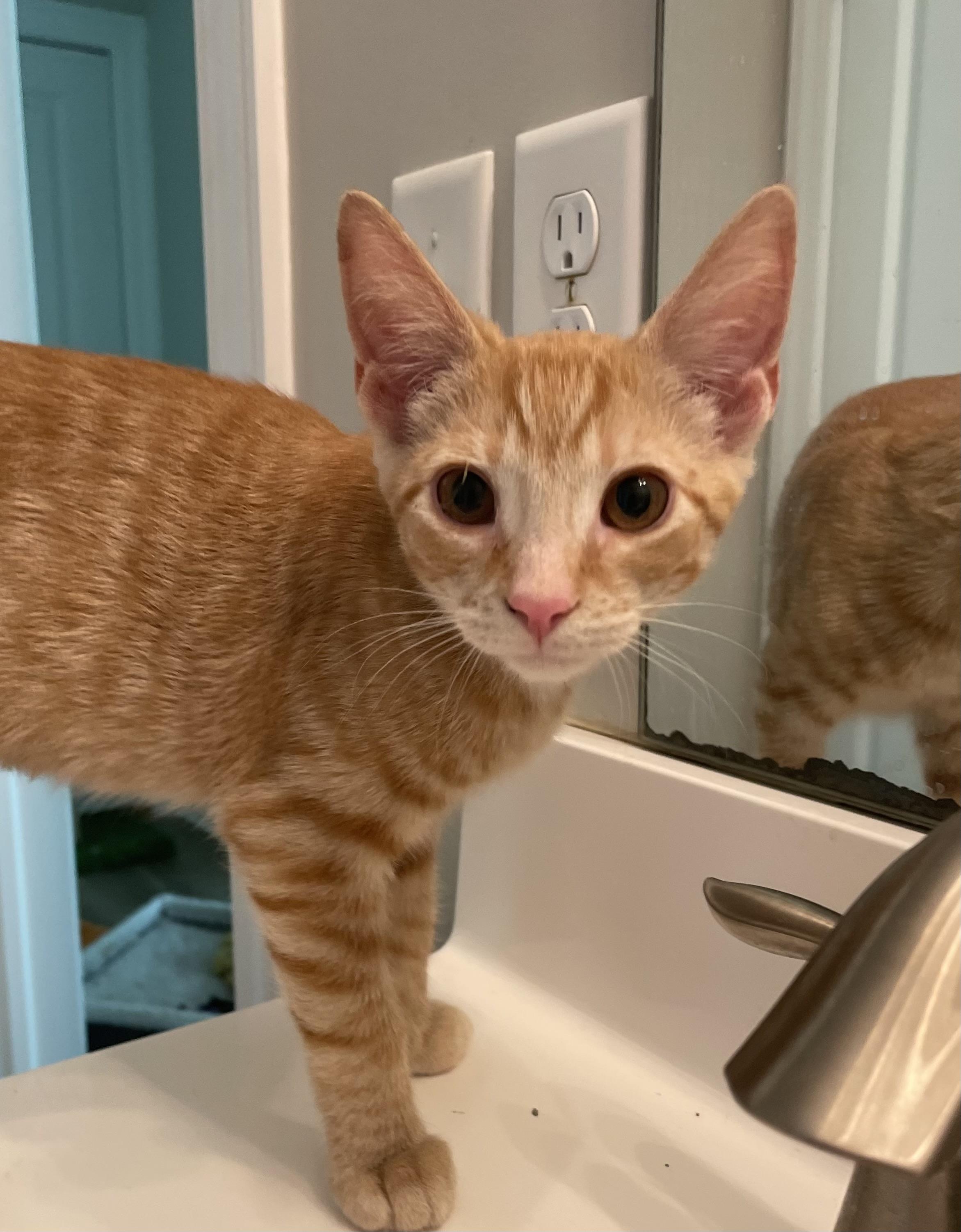 Enlarge Caramel, a Adoptable Domestic Short Hair in lititz, PA image 2/3