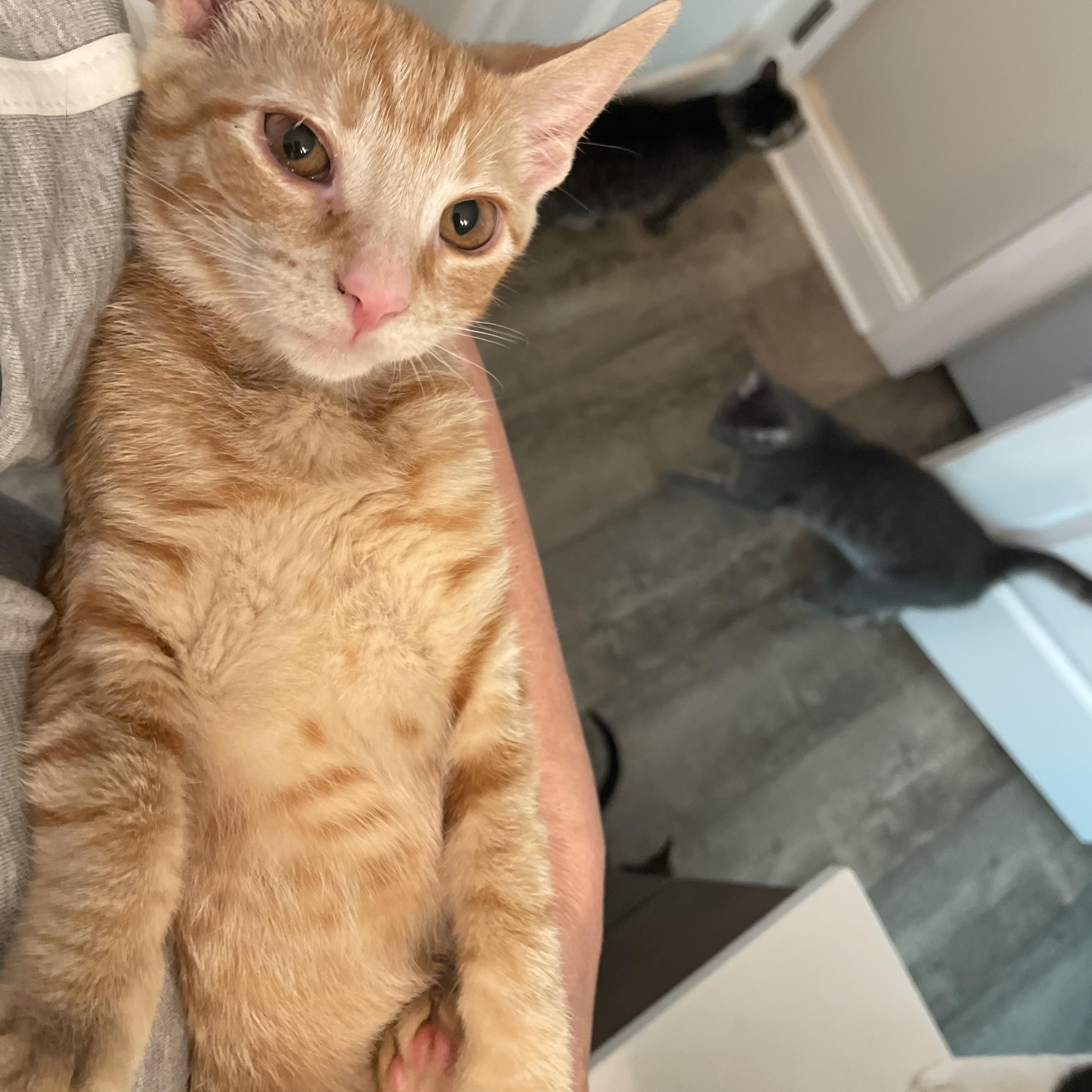 Enlarge Caramel, a Adoptable Domestic Short Hair in lititz, PA image 3/3