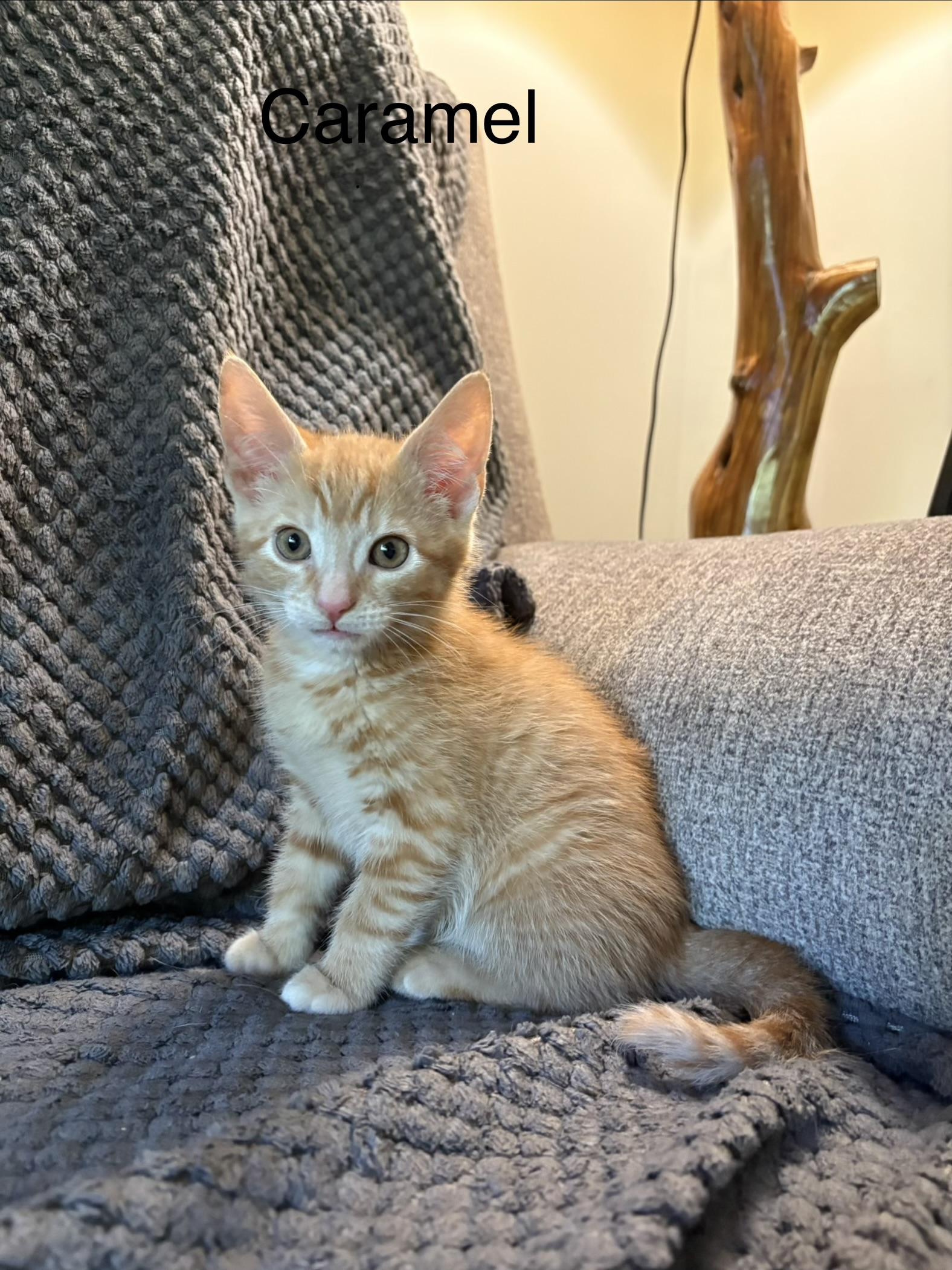 Enlarge Caramel, a Adoptable Domestic Short Hair in lititz, PA image 1/3