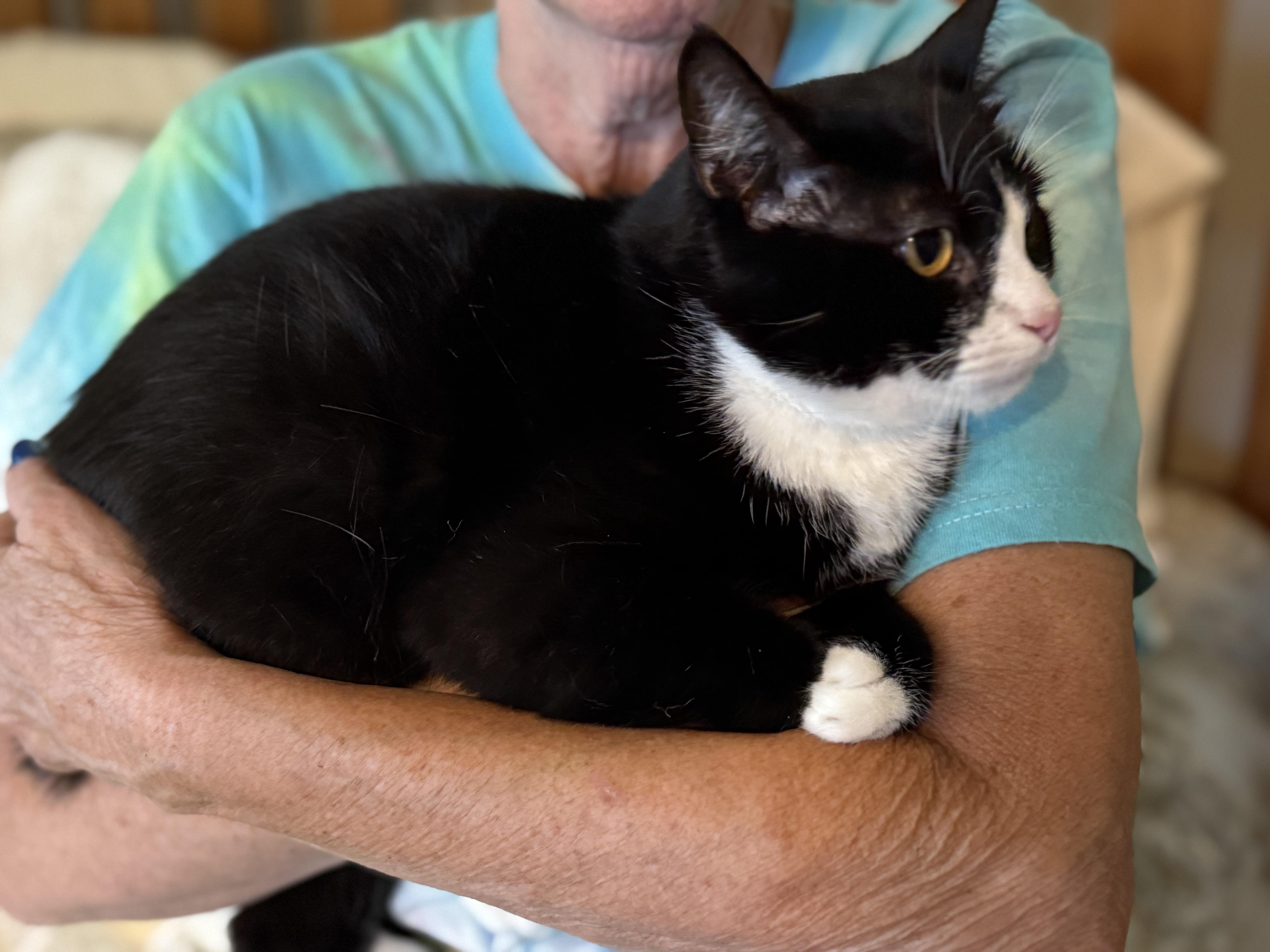 Enlarge Minnie, a Adoptable Domestic Medium Hair in Selah, WA image 4/5