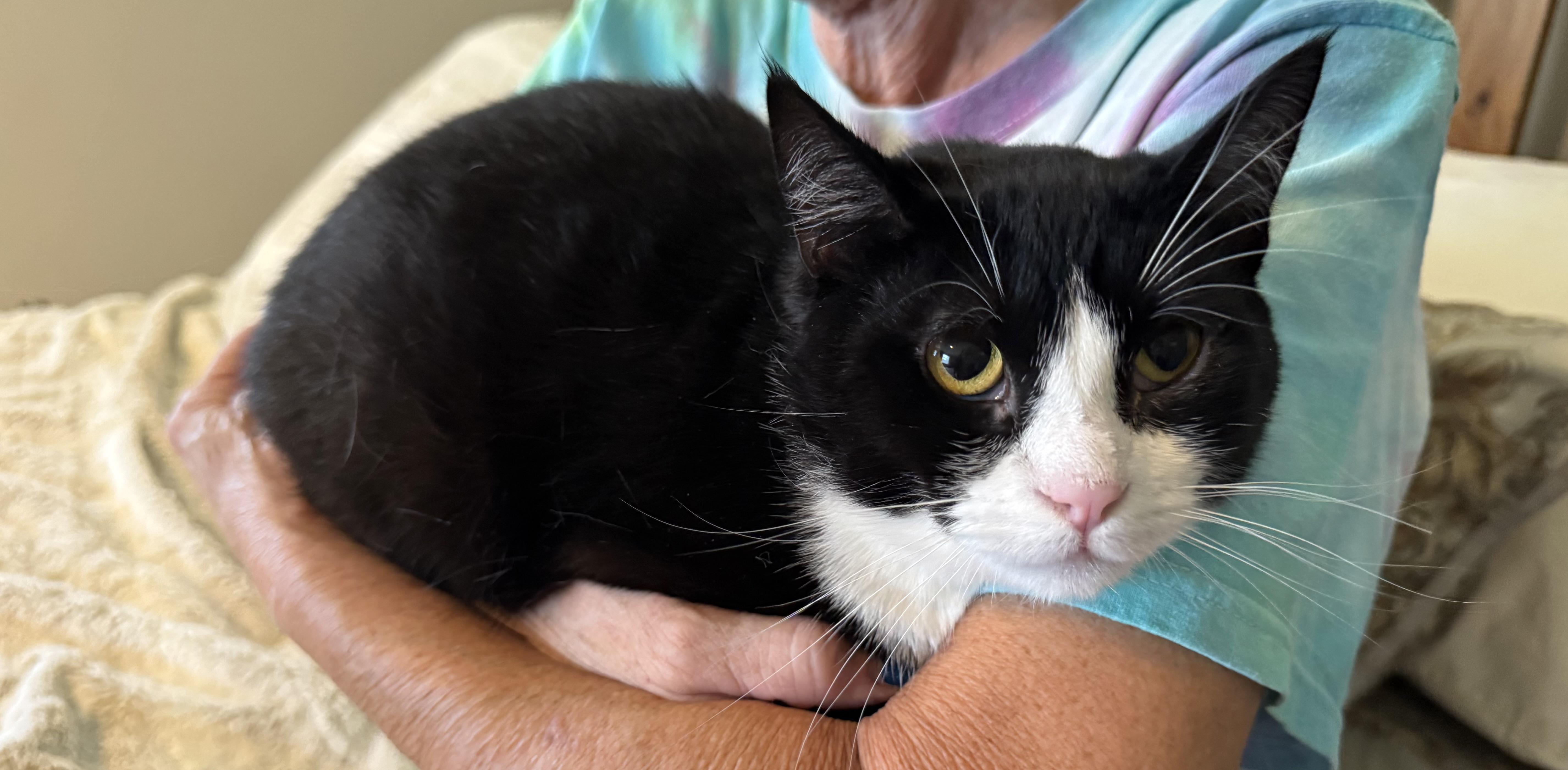 Enlarge Minnie, a Adoptable Domestic Medium Hair in Selah, WA image 3/5