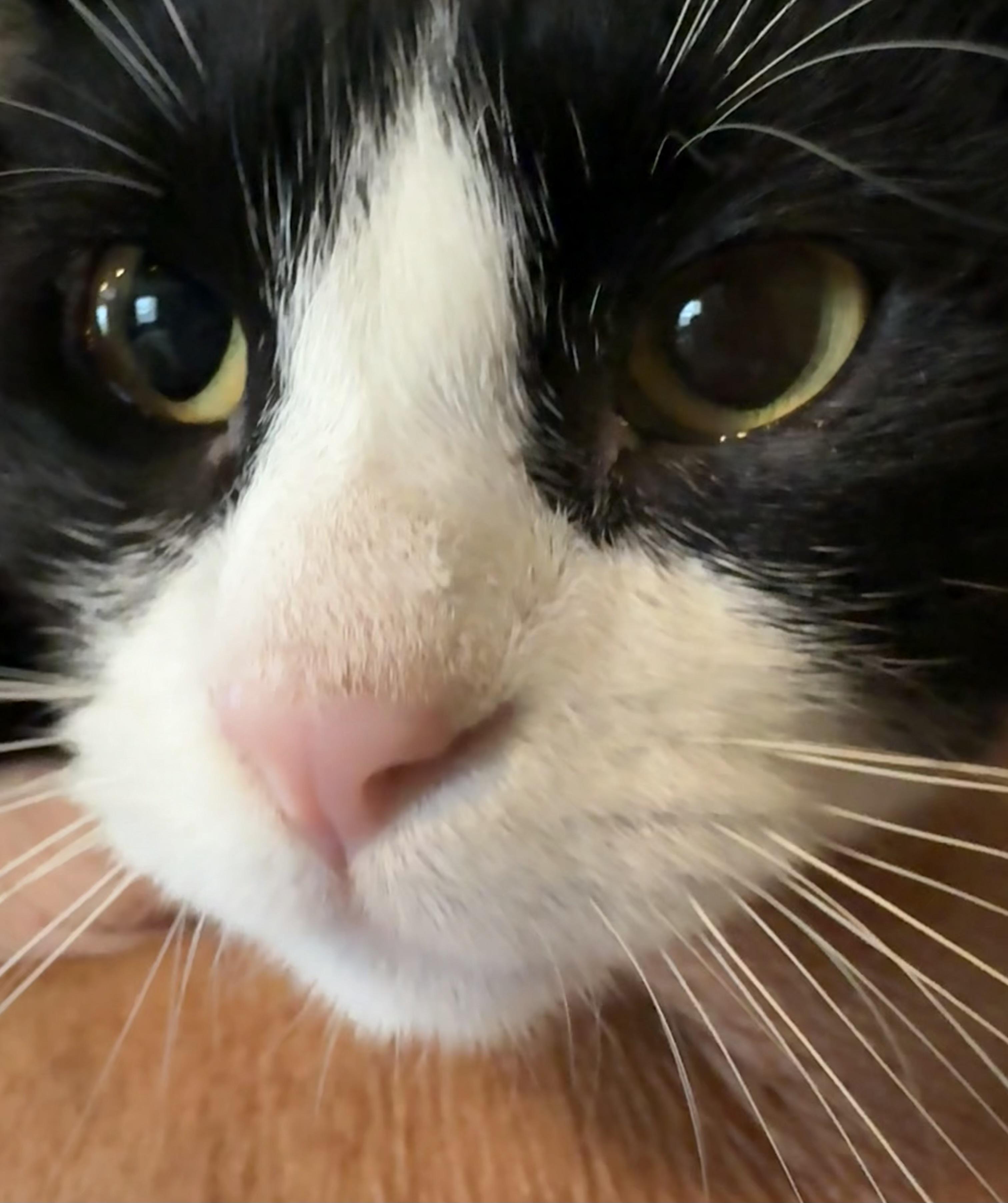 Minnie, Adoptable, Young Female Domestic Medium Hair.