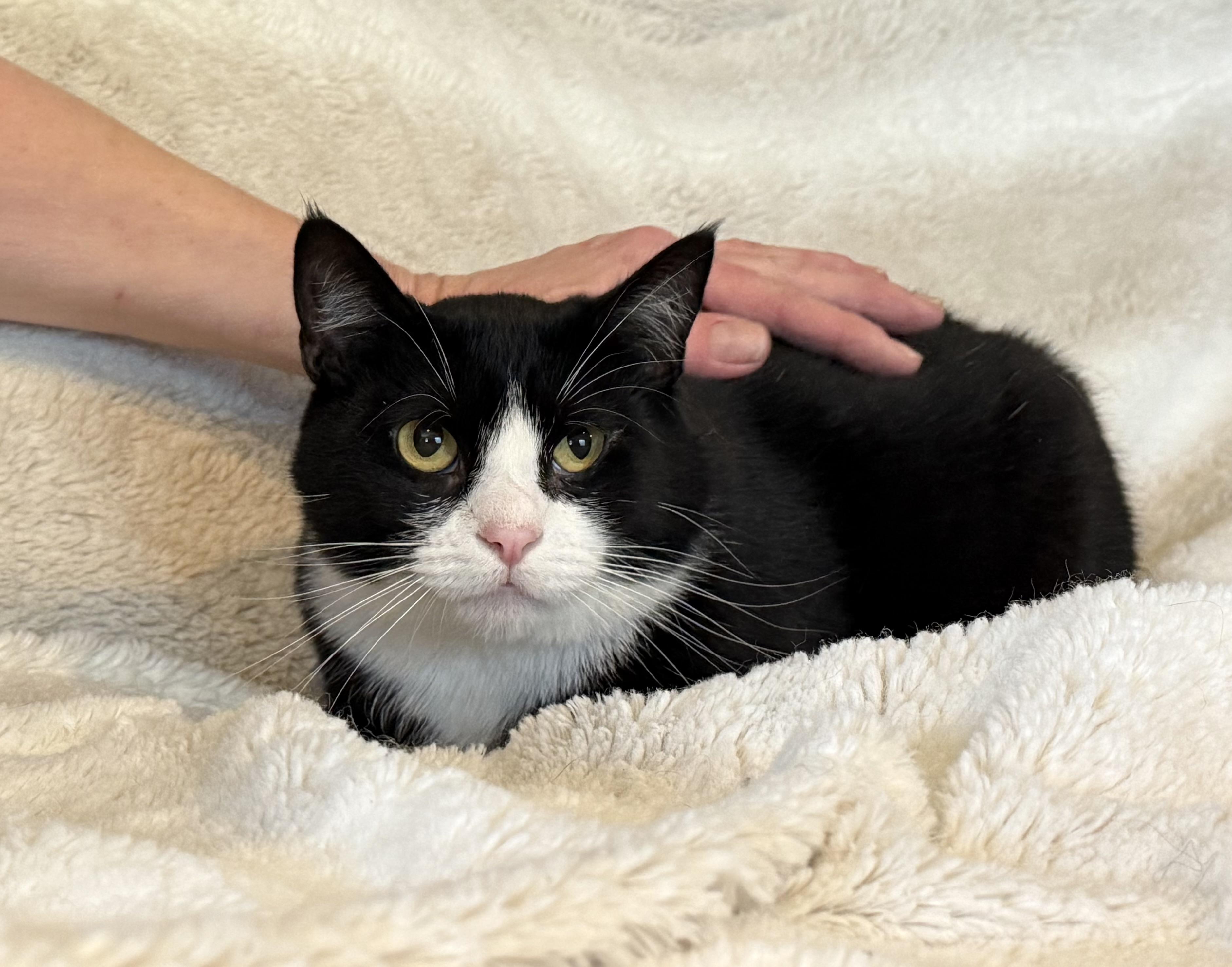 Enlarge Minnie, a Adoptable Domestic Medium Hair in Selah, WA image 2/5