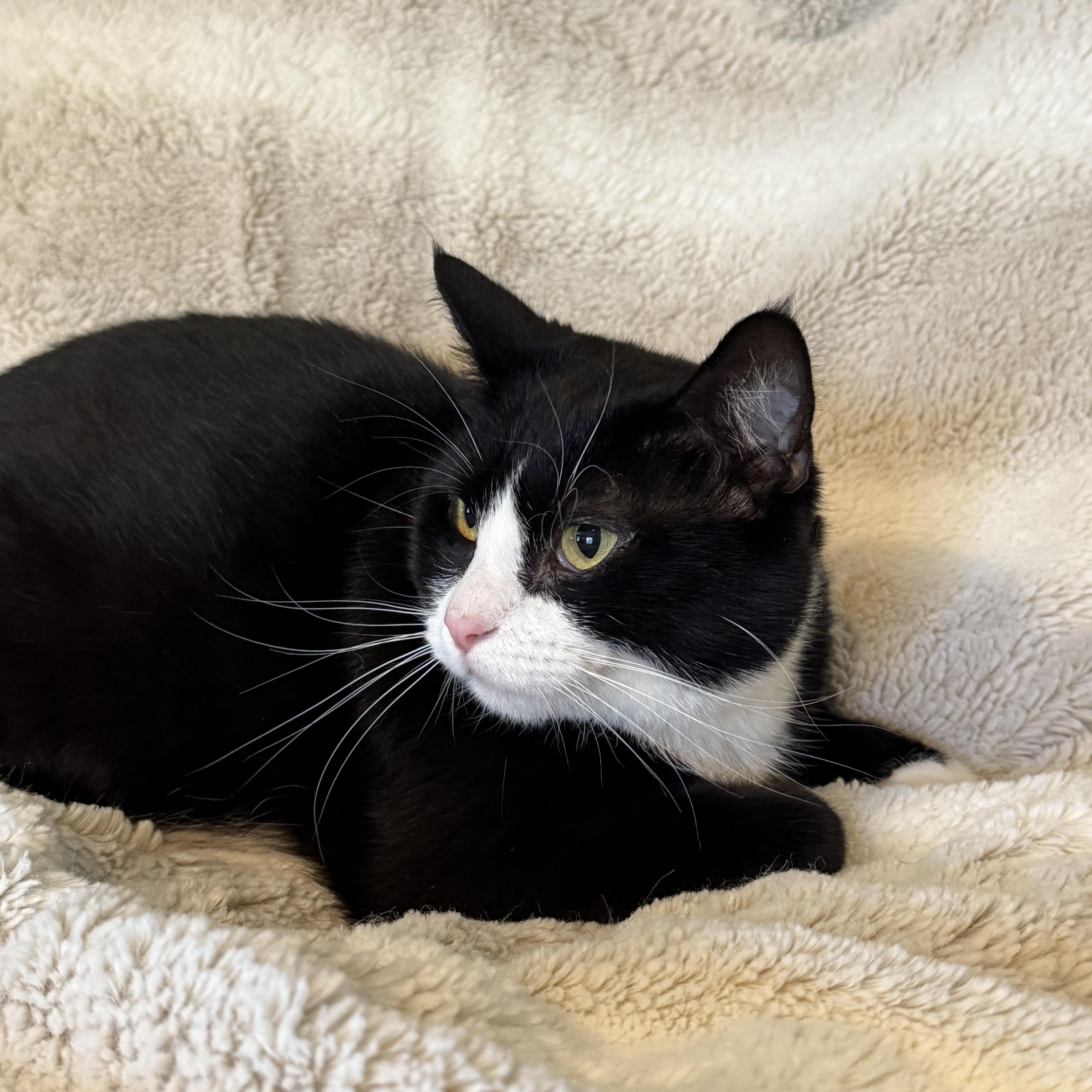 Enlarge Minnie, a Adoptable Domestic Medium Hair in Selah, WA image 5/5