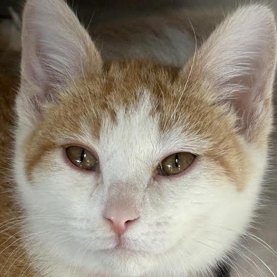 Millie, Adoptable, Kitten Female Domestic Short Hair.