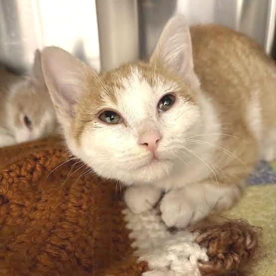 Enlarge Millie, a Adoptable Domestic Short Hair in Saint Cloud, MN image 2/5