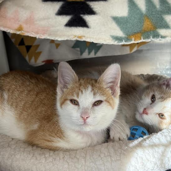 Enlarge Millie, a Adoptable Domestic Short Hair in Saint Cloud, MN image 3/5