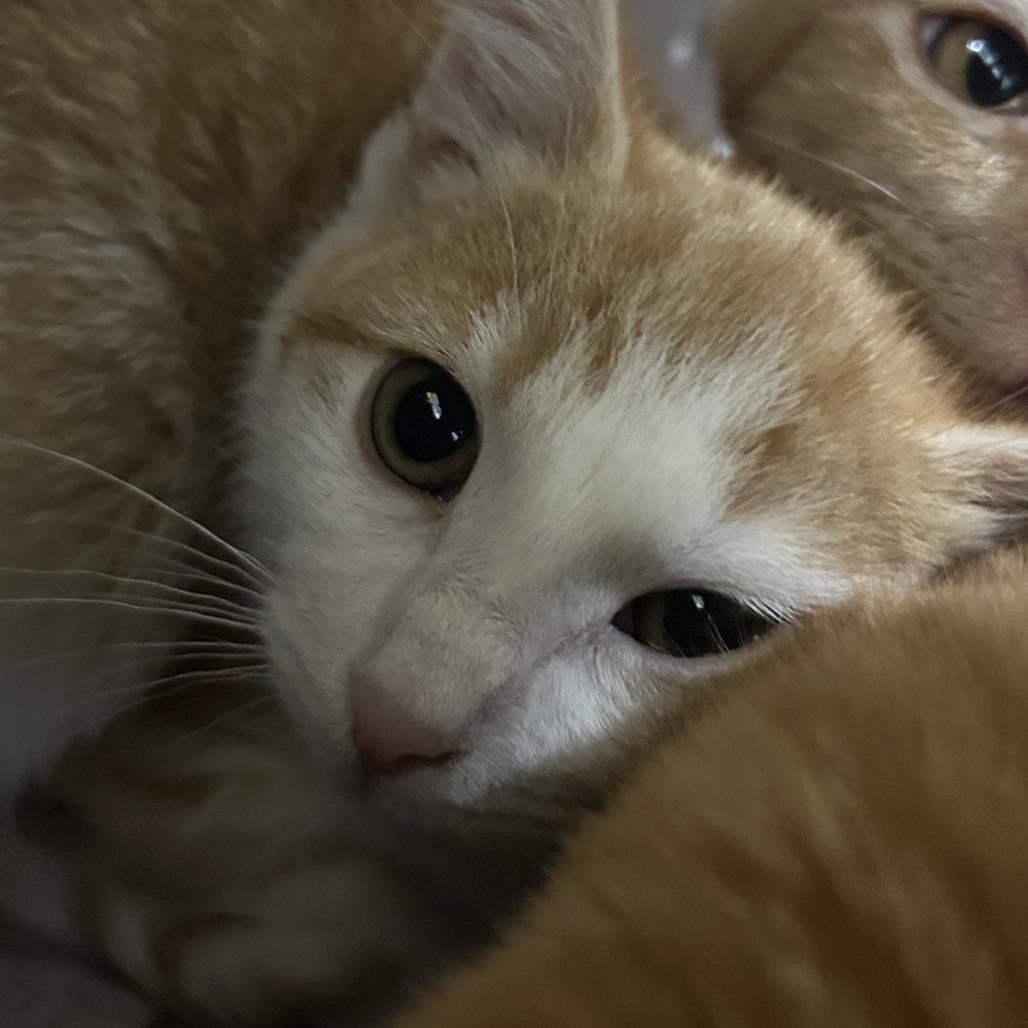 Enlarge Millie, a Adoptable Domestic Short Hair in Saint Cloud, MN image 4/5