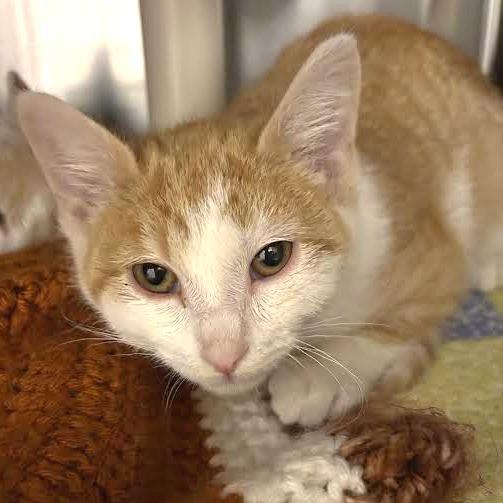 Enlarge Millie, a Adoptable Domestic Short Hair in Saint Cloud, MN image 5/5