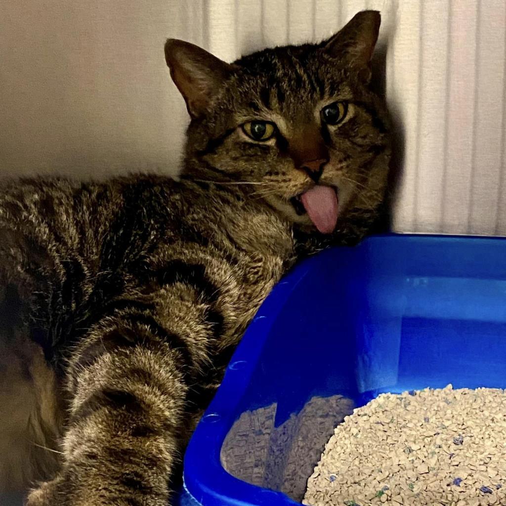 Pawstrami, Adoptable, Adult Male Domestic Short Hair.