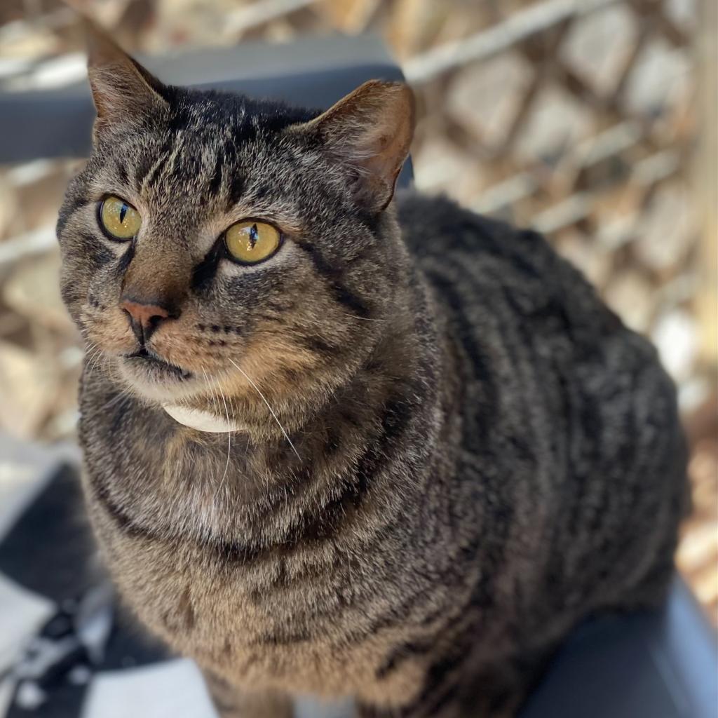 Enlarge Pawstrami, a Adoptable Domestic Short Hair in Tucson, AZ image 2/3