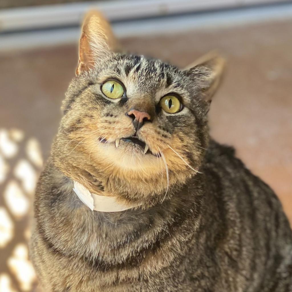 Enlarge Pawstrami, a Adoptable Domestic Short Hair in Tucson, AZ image 3/3