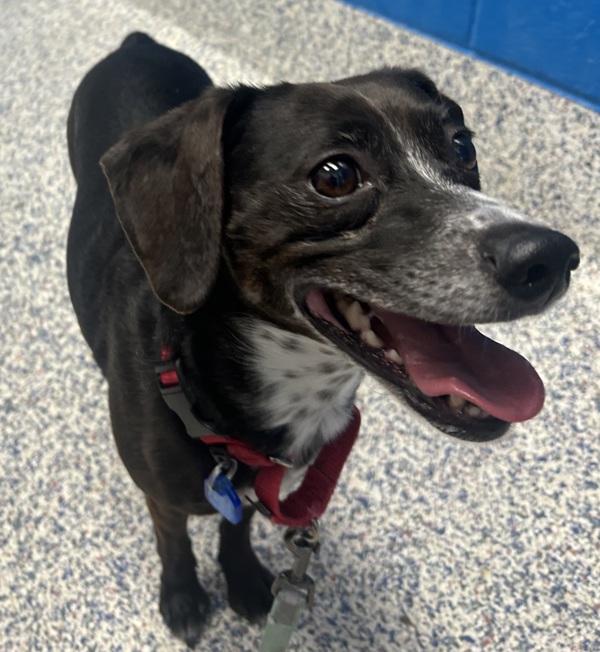 Freckles, Adoptable, Adult Female Beagle & Chihuahua.