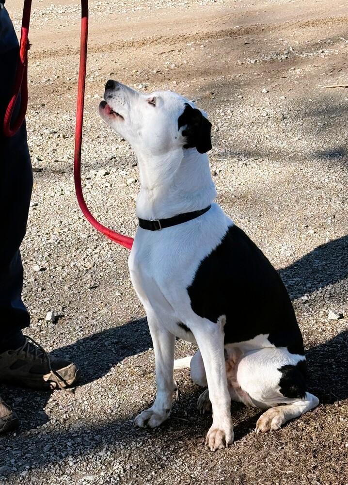 Enlarge Ozzie A looker and trained boy!, a Adoptable mixed breed in Green Ridge, MO image 1/6
