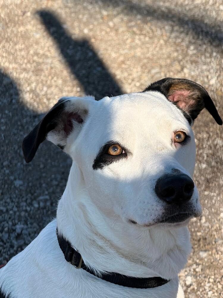 Enlarge Ozzie A looker and trained boy!, a Adoptable mixed breed in Green Ridge, MO image 2/6