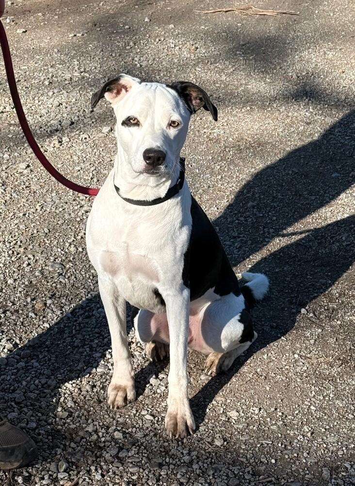 Enlarge Ozzie A looker and trained boy!, a Adoptable mixed breed in Green Ridge, MO image 3/6