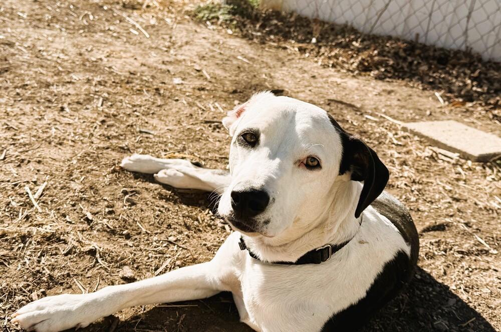 Enlarge Ozzie A looker and trained boy!, a Adoptable mixed breed in Green Ridge, MO image 4/6