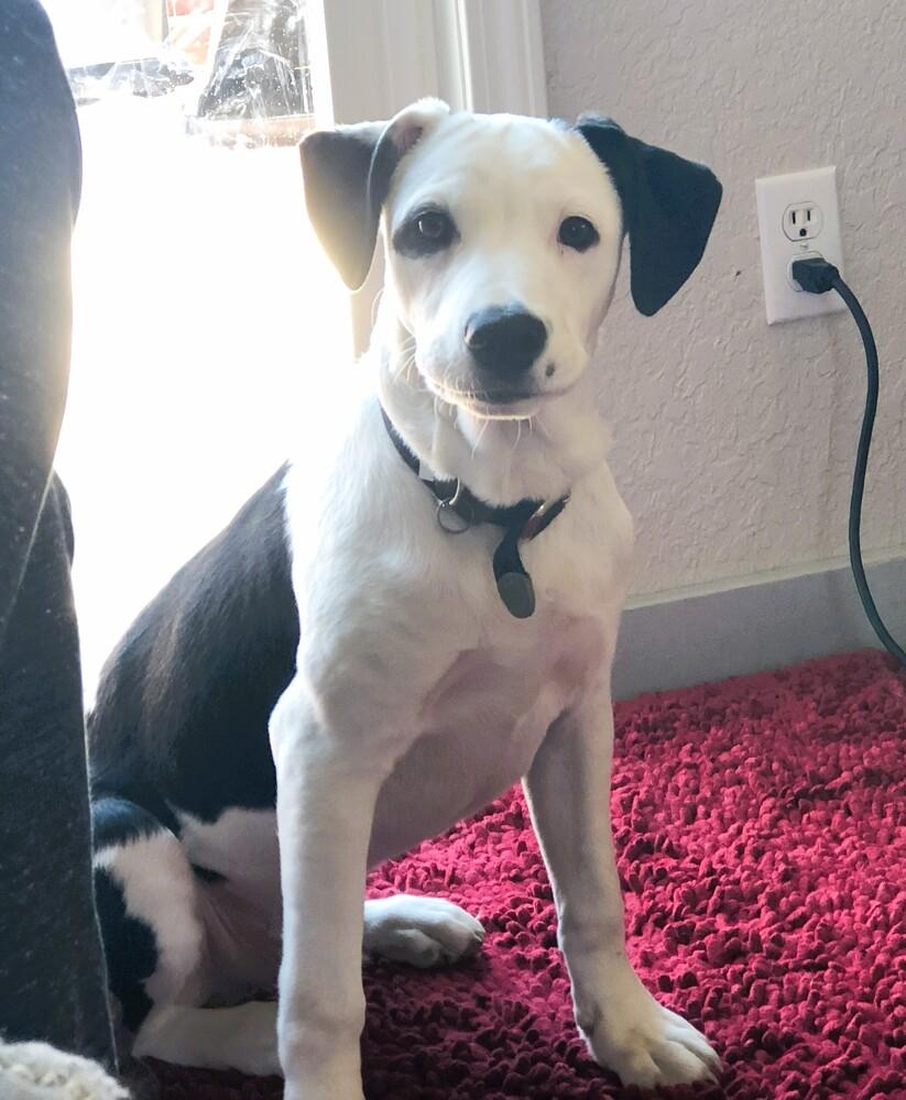 Enlarge Ozzie A looker and trained boy!, a Adoptable mixed breed in Green Ridge, MO image 5/6