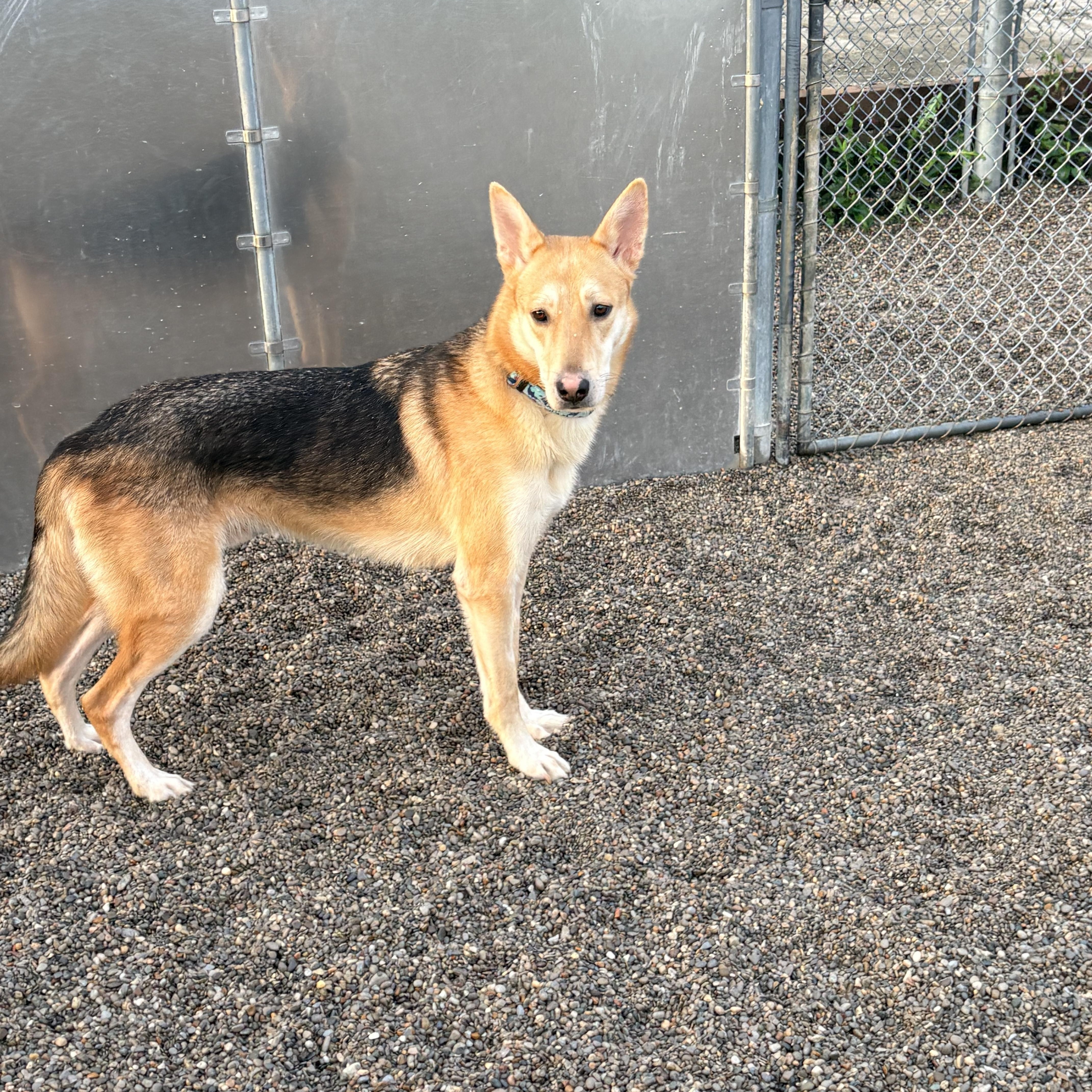 Enlarge Tyson, a Adoptable mixed breed in Cincinnati, OH image 4/5